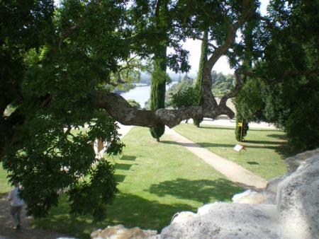 le  Sophora